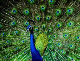 While it is the most widely recognized feature of peafowls, only males have these beautiful tail colorings. Peacock Life Expectancy