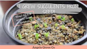 Mescaline cactus seeds germinate best in a warm, humid environment. How To Grow Succulents From Seeds Angels Grove Co Youtube