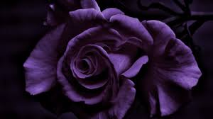 Flower white black photography black white flower white flower black white photography flower photography flowers nature background decoration season macro beautiful spring flora pink bloom love blossom blue high definition picture red fresh petals plants ornament beauty isolated gift yellow. Dark Purple Rose Flower In Black Background Hd Rose Wallpapers Hd Wallpapers Id 62936