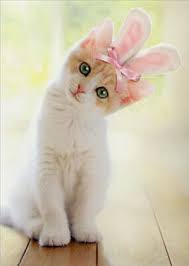 Kitten With Bunny Ears Cat Easter Card Greeting Card By Avanti Press Baby Cats Cute Cats Cute Cats And Kittens