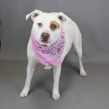 Any insights into local doggie daycare? We are looking at putting our two  6-month old corgi's in daycare once a week and are looking at different  places in Marysville. I think I've