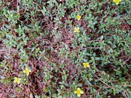 Image result for Portulacaceae