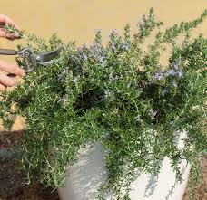 Image result for rosemary container