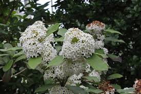 Image result for Acokanthera oblongifolia