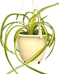 Image result for Chlorophytum