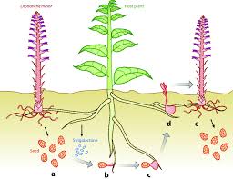 Image result for Orobanche