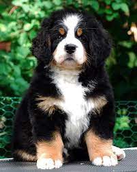 Bernese Mountain Dog Puppy Bernese Mountain Dog Puppy Mountain Dogs Baby Dogs