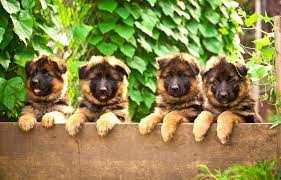 Schäferhund welpen deutsch schäferhunde niedliche welpen bilder armeehunde polizeihunde schäferhunde wolf hunde. Schaferhund Welpen Schaeferhundseite De