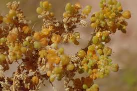 Image result for Zygophyllum simplex