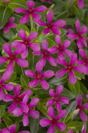 Image result for Catharanthus