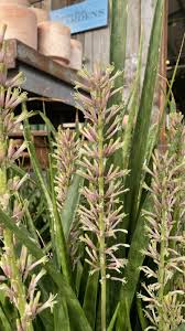 Image result for Sansevieria parva