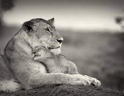 Mother S Day Special Mother And Child B W Photography Baby Animals Pictures Animals Beautiful Baby Animals