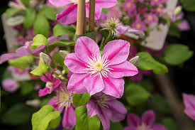 Maybe you would like to learn more about one of these? Munster Baumschulen Hybriden