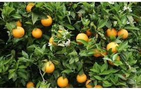Image result for Citrus × aurantium