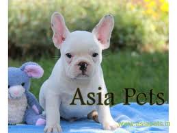 Quality french bulldog male puppy available for sale transportation available all over india for more info call me 8879774143 #frenchbulldog #bulldogsofinstagram. French Bulldog Puppies For Sale In Dehradun On Best Price Asiapets