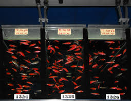 (they're the same, except the glofish, a geneticaly modifyed danios, glows red, green, and yellow) please tell me how if you can, such as water changes, putting the fish in their tank, feeding, food, warmth i've just been wondering, can you keep a 3 inch betta with 6 2 inch glofish/zebra danios? Glofish Wikipedia