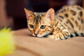 Jika telinga mengarah sedikit ke samping dan ke depan, kucing sedang merasakan hal yang biasa saja atau sedang santai. Jarang Rontok Begini Rutinitas Perawatan Bulu Kucing Bengal Merdeka Com