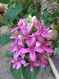 Image result for Ruspolia seticalyx