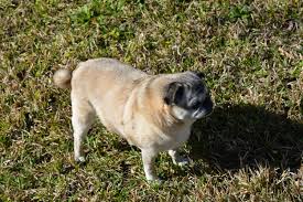 30 mb & 10 mp ) resize the image by percentage, or resize it to be exactly the size you specified, for example: 25 Royalty Free Pug Images Peakpx
