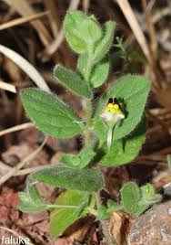 Image result for Pycreus muricatus