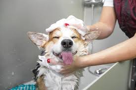 This short guide below will answer all the important questions about giving your puppy a safe bathing experience. How Often To Bathe A Corgi Puppy Bath Guide Houndgames