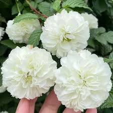 Image result for Rubus rosifolius