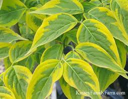 Buy kousa dogwood tree today at tennessee wholesale nursery with low prices and fast shipping. Flowering Dogwood Trees For Sale Georgia Kinsey Family Farm