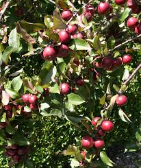 Using safe netting around fruit trees is a simple and very effective alternative to shooting, and helps to protect fruit and our precious flying foxes. Huonville Crab Apple Yalca Fruit Trees