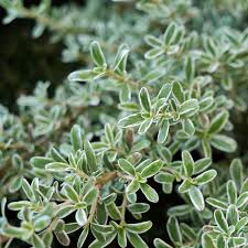 Image result for Coptosperma zygoon
