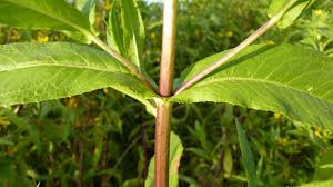 Image result for Guizotia