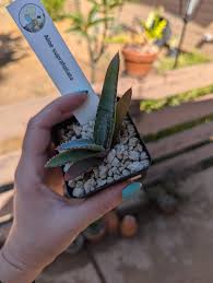 Image result for Aloe suprafoliata