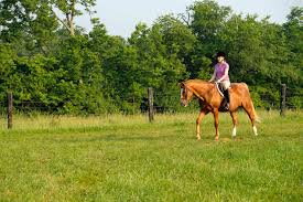Image result for Is Glucosamine For Horses Effective?