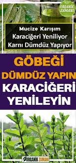 Gobegi Dumduz Yapin Karacigeri Yenileyin Health And Wellness Health Health Blog