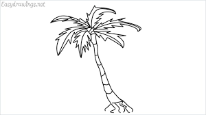 A palm tree wouldn't be a palm tree if it didn't have the distinctive long trunk they are well known for. How To Draw A Palm Tree Step By Step For Beginners