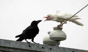 Beyaz Karga Animals Birds Kuslar Karatavuk Hayvan Ve Hayvanlar