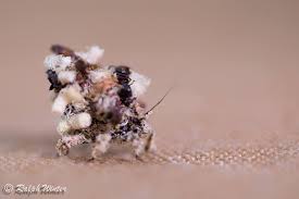 Image result for Savannosiphon euryphyllus