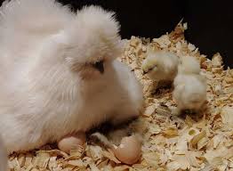 Maybe you would like to learn more about one of these? Wah Telur Bebek Yang Dierami Induk Ayam Silkie Ini Berhasil Menetas Si Anak Bebek Menganggap Ayam Itu Induknya Semua Halaman Bobo