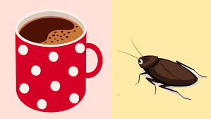 Visit our site and look results your of request. Roaches In Your Kitchen Check The Coffee Maker Kitchn