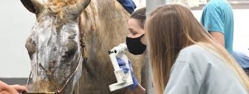 At sugar land pet hospital we target professional veterinary care with a practical approach to quality medicine. School Of Veterinary Medicine Wildfire Response Updates