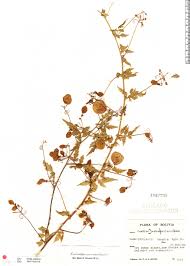 Image result for Cardiospermum corindum