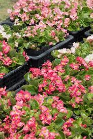 Starting Begonias From Seed Indoors A Complete How To Guide