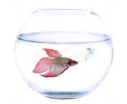 Photo about high key shot of a woman dressed in a black turtleneck holding a white wine glass with a betta fish in it looking down. Fishbowl And Siamese Fighting Fish Stock Photo C Cynoclub 8228897 Stockfresh