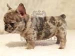 French Bulldog Puppies for Sale | Lancaster Puppies
