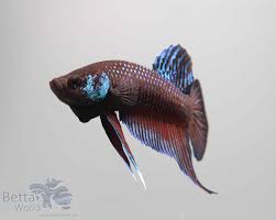 Make it a betta world. Mahachai Kampffisch Betta Mahachaiensis My Fish Aus Freude An Der Aquaristik