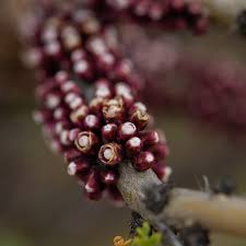 Image result for Apodanthaceae