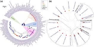 Image result for Panicum phragmitoides