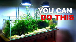 Simple Hillstream Aquarium For Beginners How To No Ferts No Co2 No He Nature Aquarium Aquarium Fish Tank