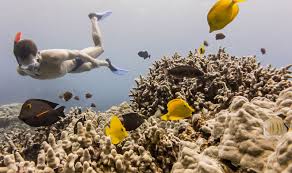 Andersonvisit our website @ www.corcc.org Two Step Snorkeling Honaunau Bay Healthy Vacations Hawaii