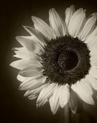 Black And White Sunflower Pictures Sunflower Photography Floral Original Print Fine Art Black And White Photograph Sepia P White Sunflowers Sunflower Photography Sunflower Black And White
