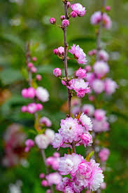 25 Of The Best Early Spring Blooming Flowers Gardener S Path
